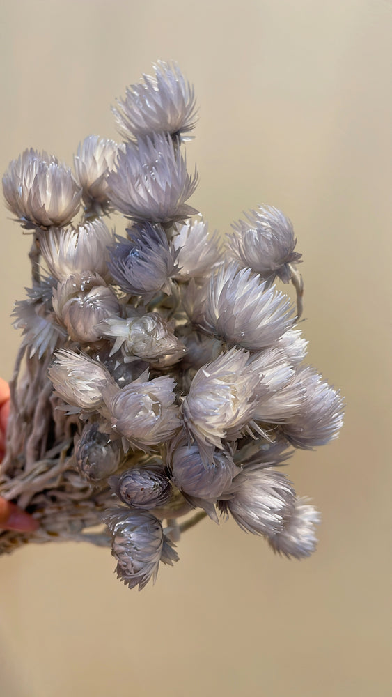 Capblumen Violetgrau - Bund