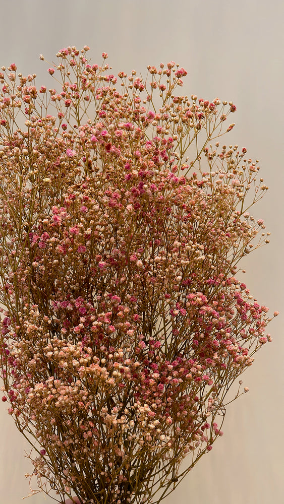 Gypsophila (Schleierkraut) Rosa - 70gr.