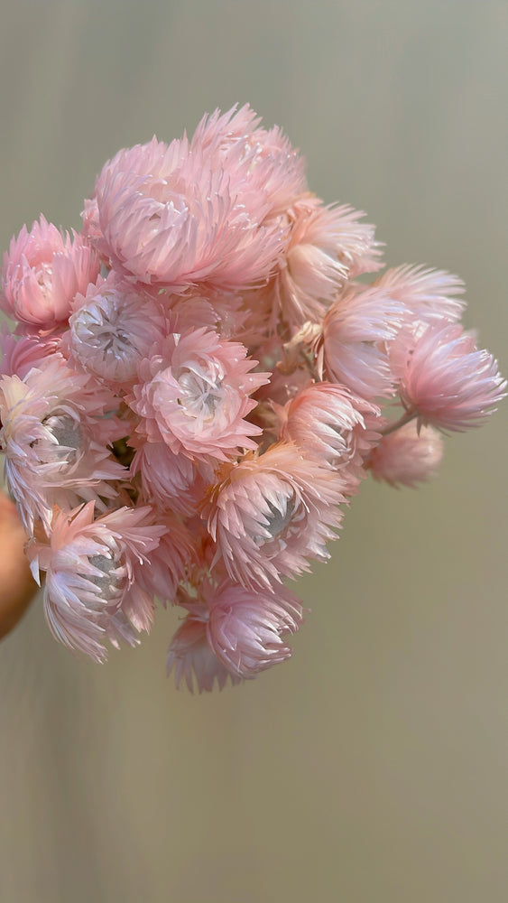 Capblumen Rosa - Bund