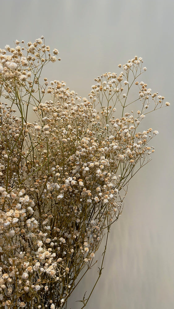 Gypsophila (Schleierkraut) Natur/ Weiss - 70gr.